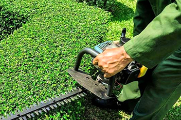 Mantenimiento de áreas verdes